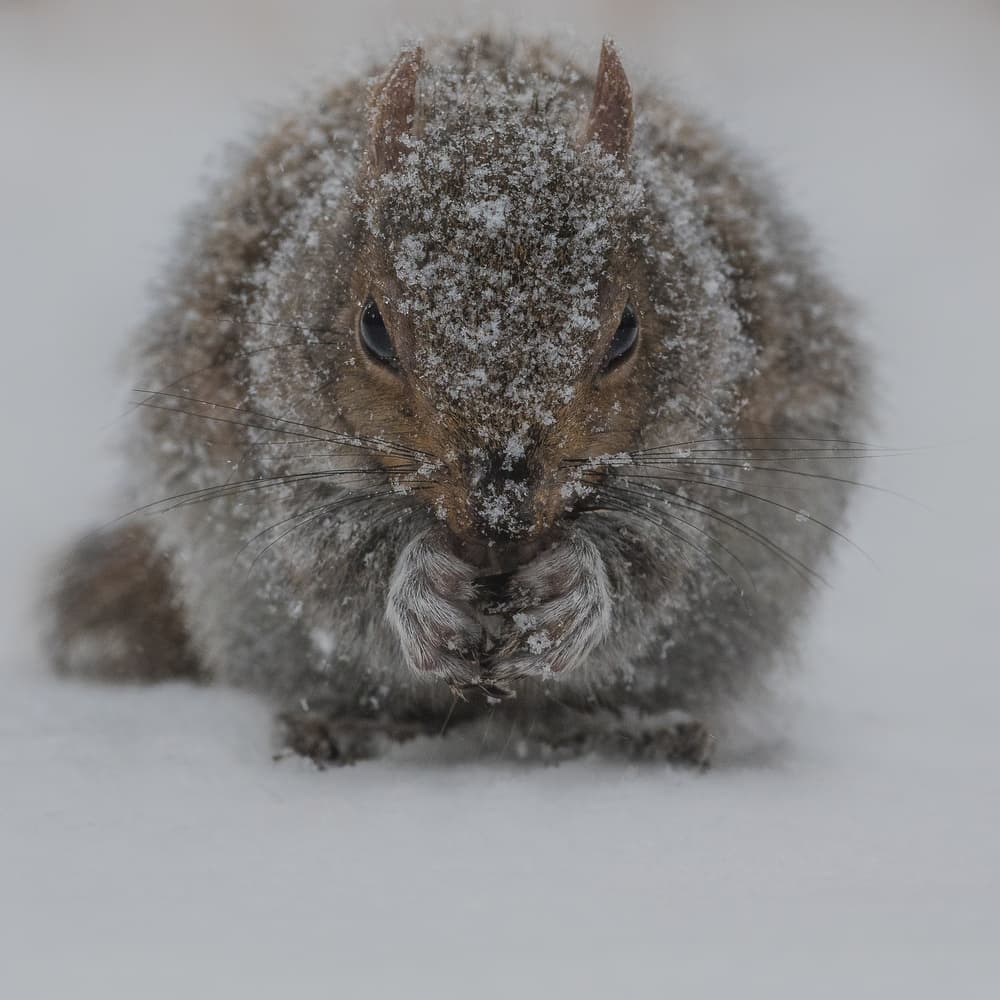 Winter Squirrel Snack by Patrick Dessureault — canvas wall art