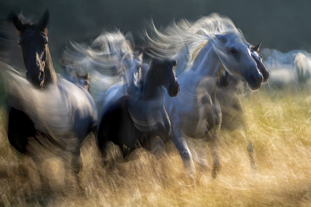 Running Wild Horses by Milan Malovrh — canvas wall art