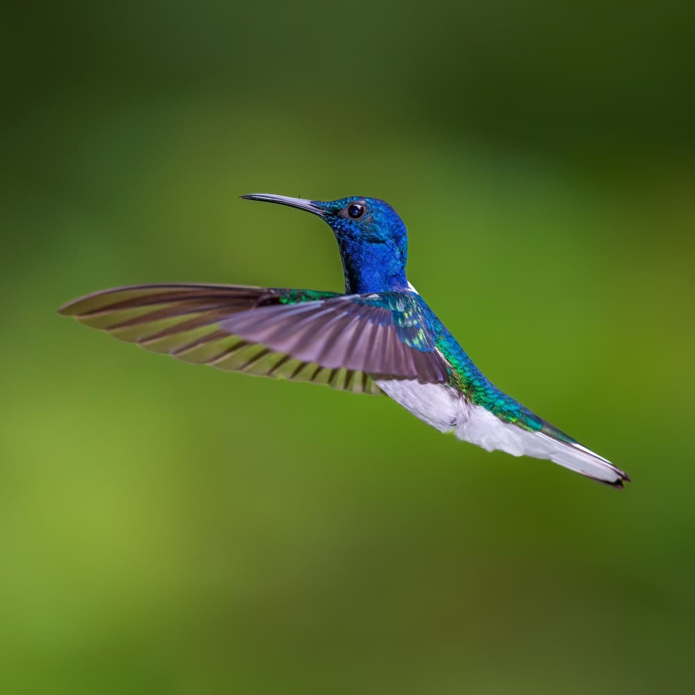 Vibrant Hummingbird Flight by GENNARO DI NOTO — canvas wall art