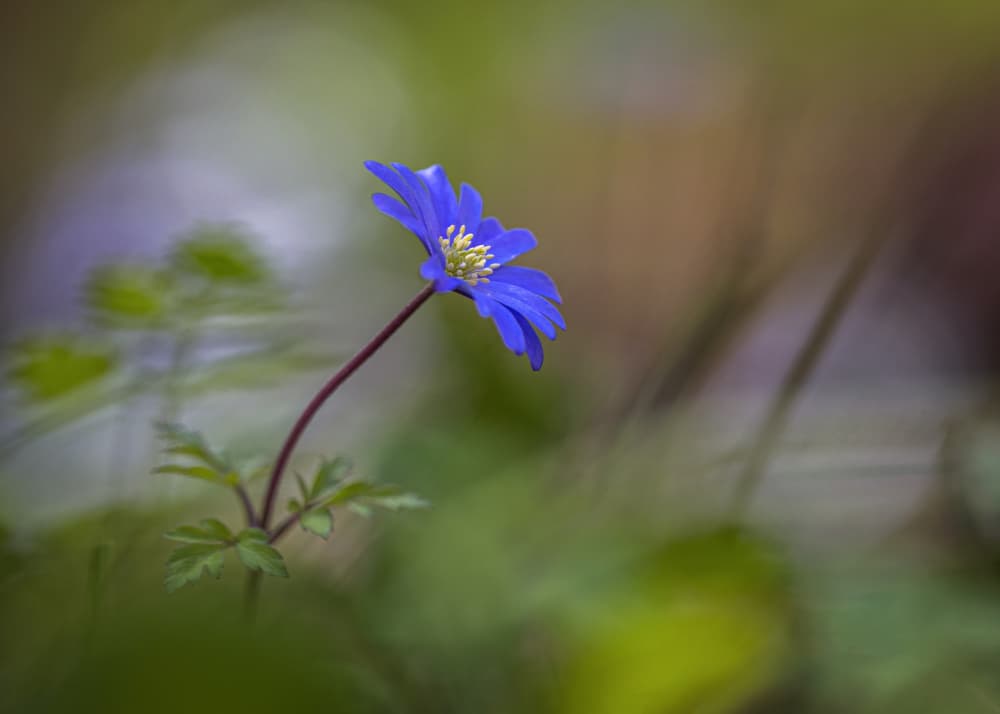 Vibrant Blue Anemone by Sergio Barboni — canvas wall art