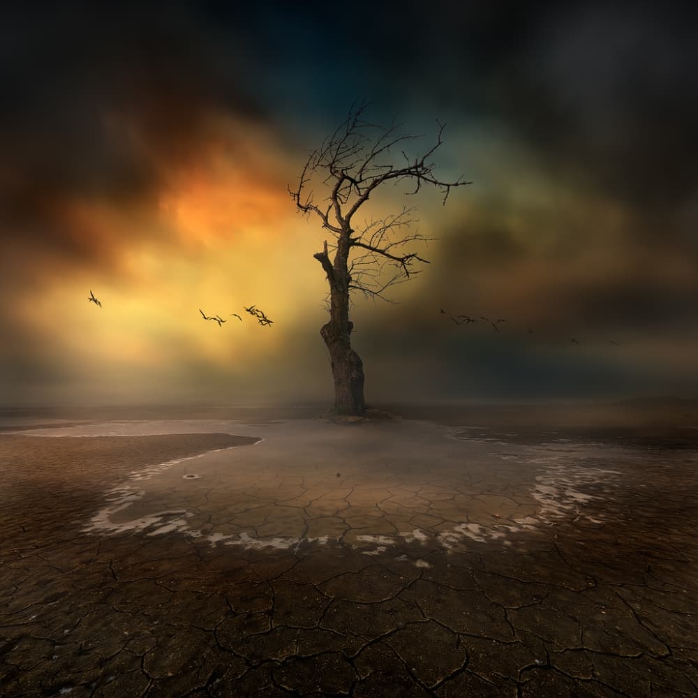 Dramatic Solitary Tree by Piotr Krol (Bax) — canvas wall art