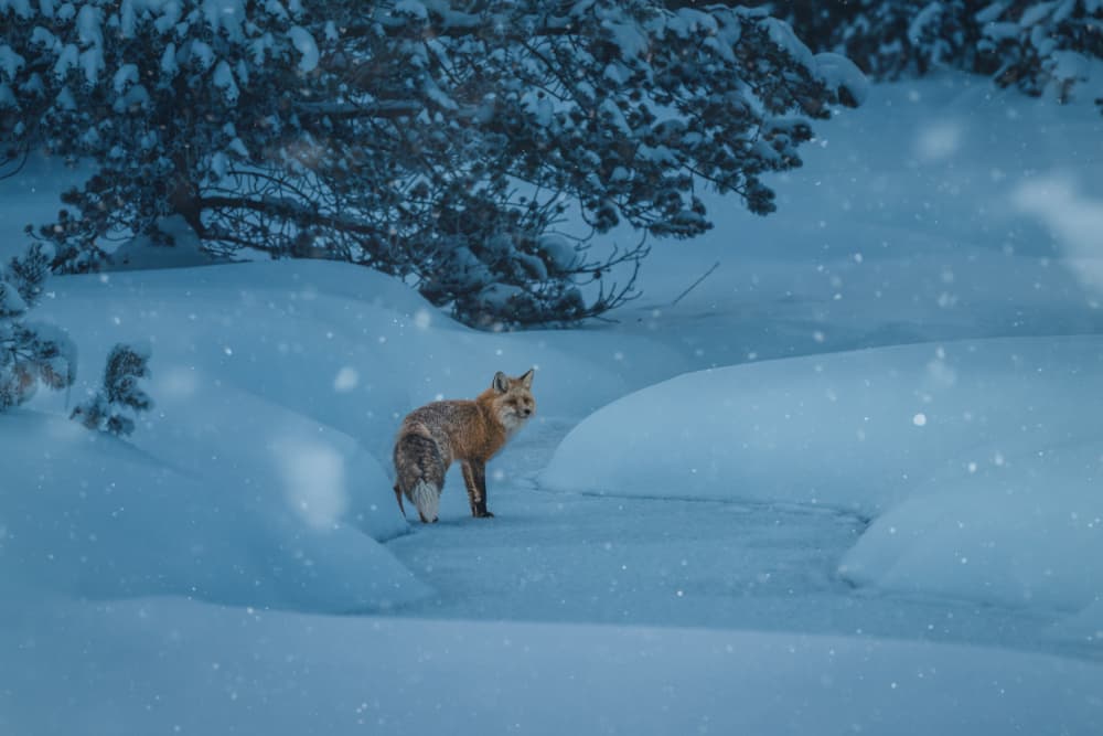 Red Fox Winter Stream by Rob Li — canvas wall art