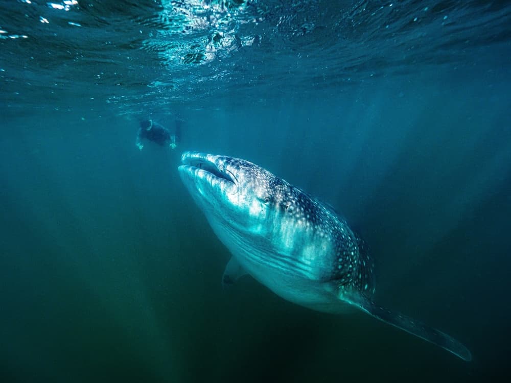 Whale Shark Encounter by Serge Melesan — canvas wall art