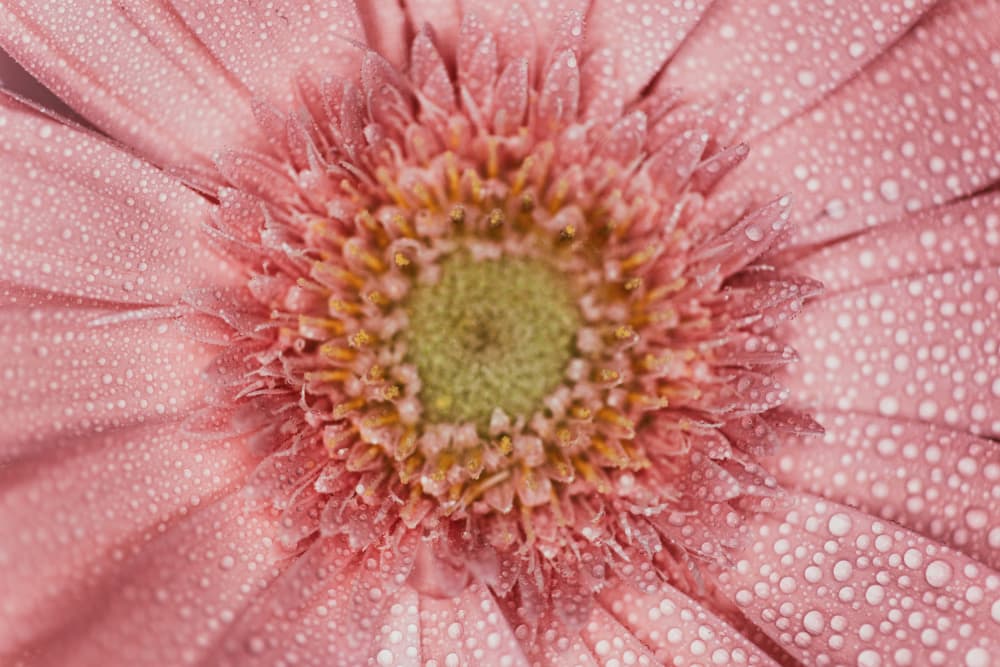 Fresh Pink Daisy by Javier Pardina — canvas wall art