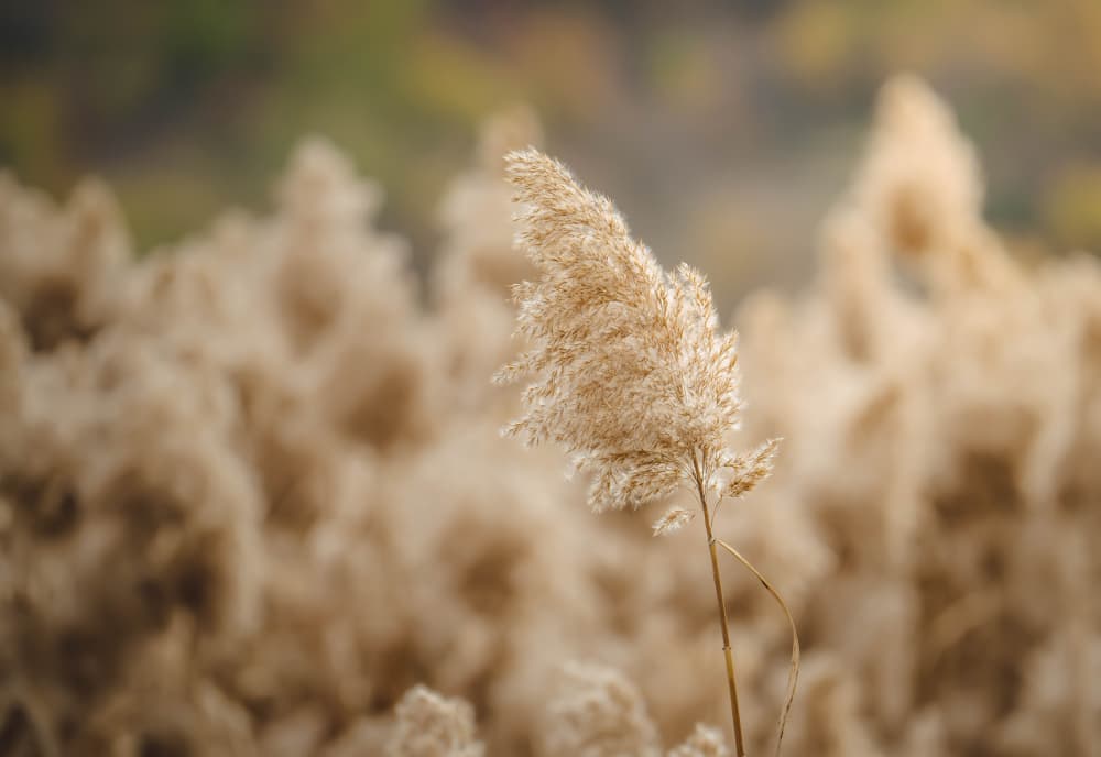 Soft Golden Pampas Grass by Josip Milićević — canvas wall art