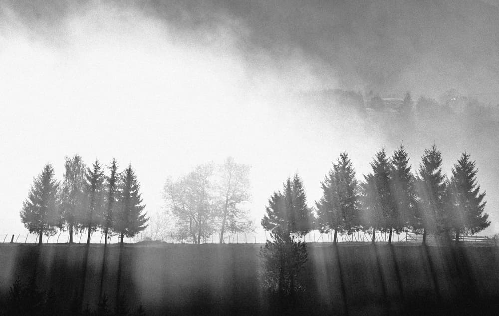 Misty Forest Sunbeams by Emilian Avramescu — canvas wall art