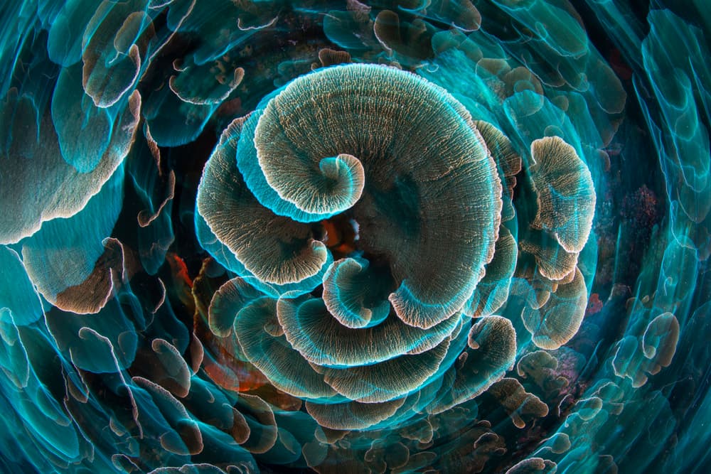 Swirling Ocean Coral by Barathieu Gabriel — canvas wall art