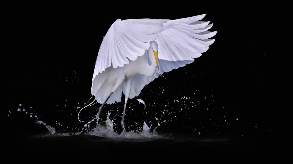 White Egret Splashing by Qing Zhao — canvas wall art
