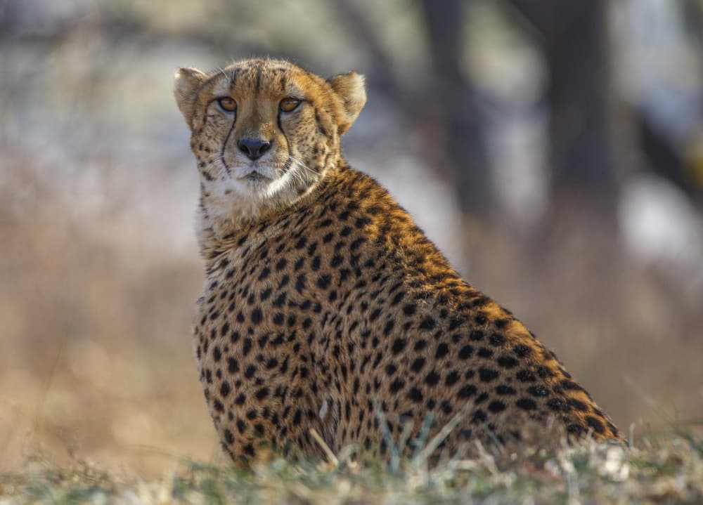 Cheetah in Golden Light by Ozan AKTAS — canvas wall art