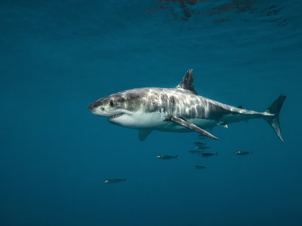 Majestic Great White by Serge Melesan — canvas wall art