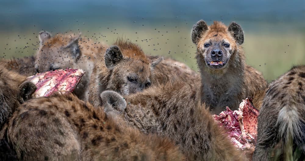 Hyena Feeding Frenzy by Xavier Ortega — canvas wall art