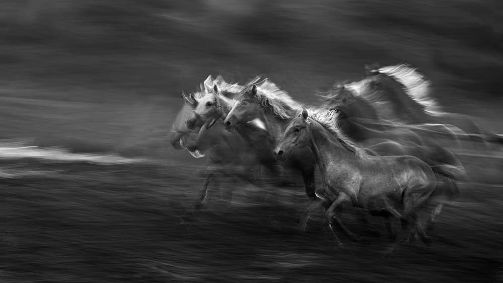 Wild Horses Motion by Milan Malovrh — canvas wall art