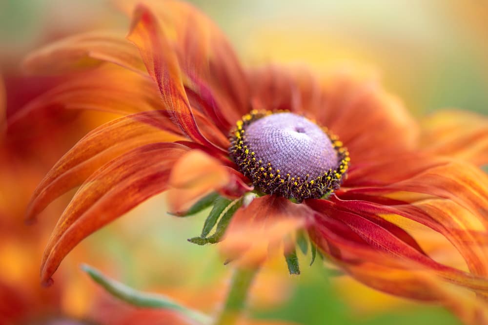 Golden Orange Bloom by Jacky Parker — canvas wall art