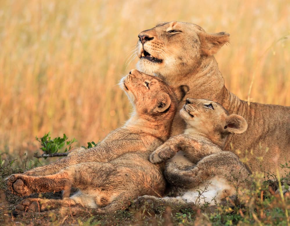 Golden Lion Family by Jaco Marx — canvas wall art