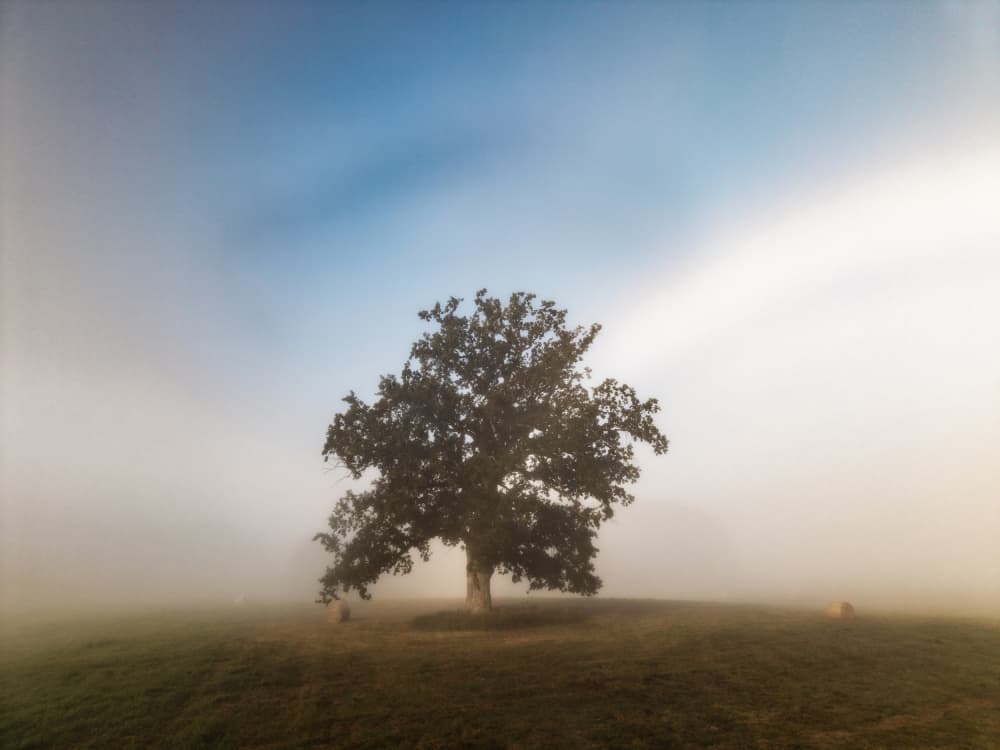Lone Tree Morning Fog by Leszek Paradowski — canvas wall art