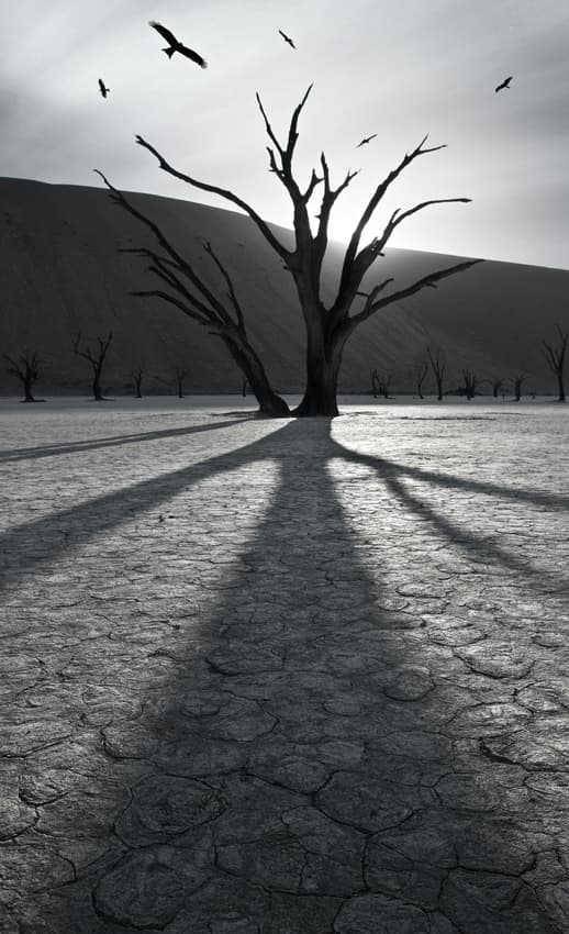 Desert Trees and Birds by Sebastien DEL GROSSO — canvas wall art