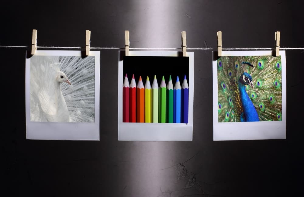 Peacocks and Color Spectrum by Victoria Glinka — canvas wall art
