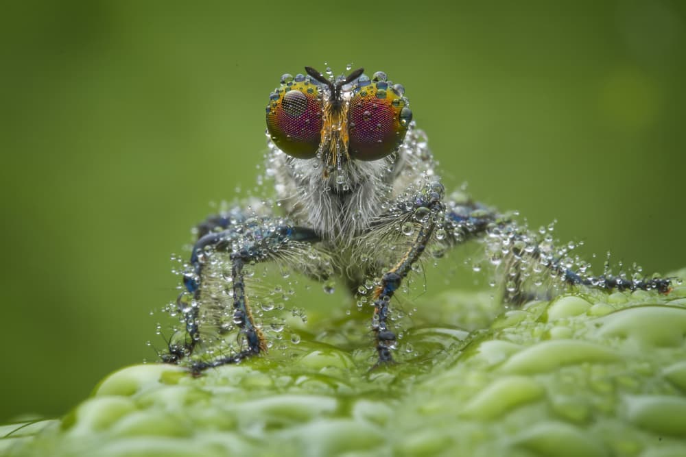Dew-Kissed Fly by Ajar Setiadi — canvas wall art