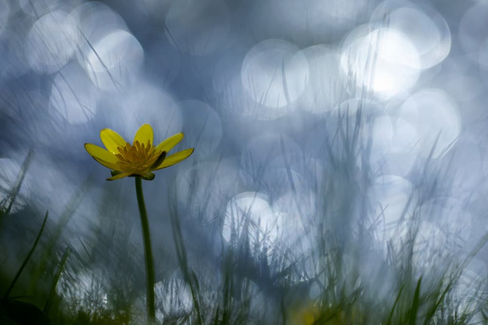Yellow Flower Bokeh by Benjamine Hullot Scalvenzi — canvas wall art