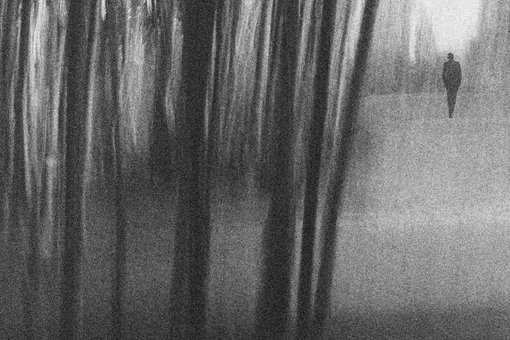 Misty Forest Wanderer by Paulo Medeiros — canvas wall art