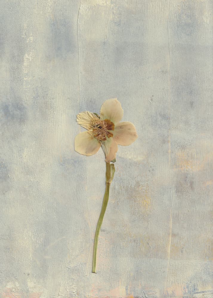 Delicate Pressed Flower by Maira Ribena — canvas wall art
