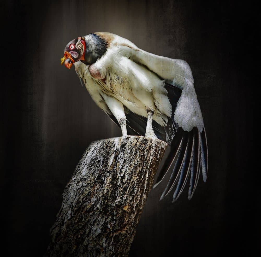 King Vulture Perched by Anna Cseresnjes — canvas wall art