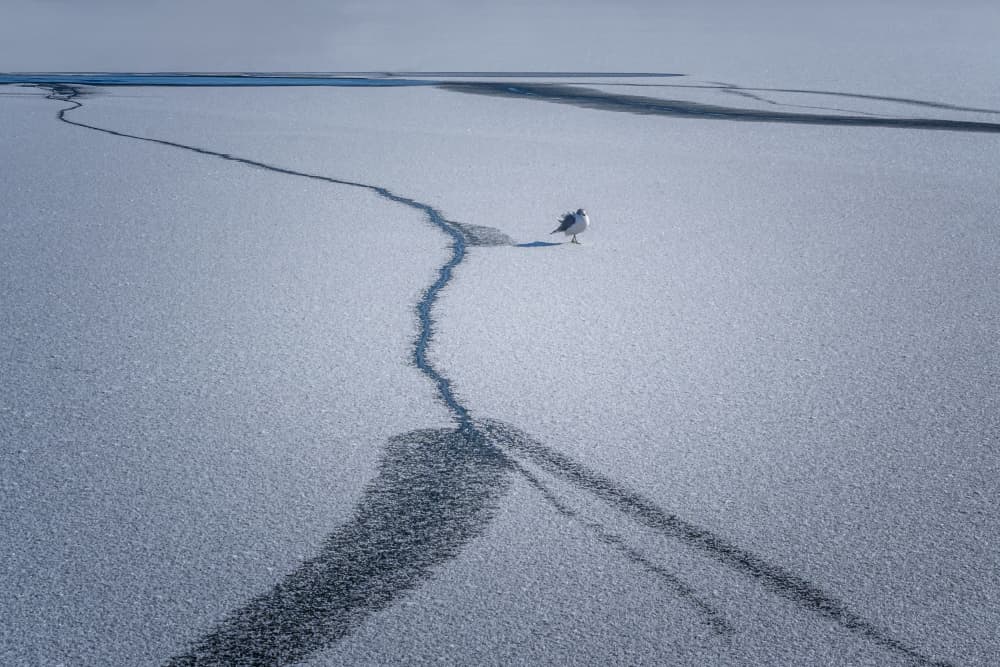 Lone Seagull On Ice by Jennifer Chen APA — canvas wall art