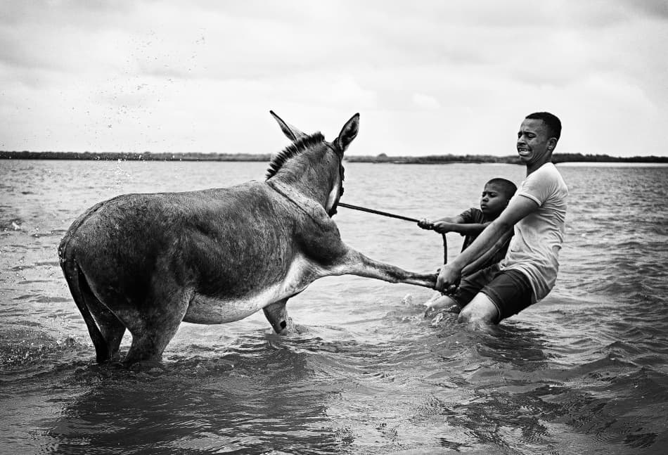 Donkey Man Child Pull by Lorenzo Grifantini — canvas wall art
