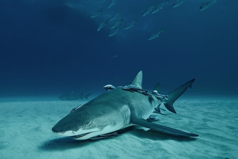 Serene Ocean Shark by Serge Melesan — canvas wall art