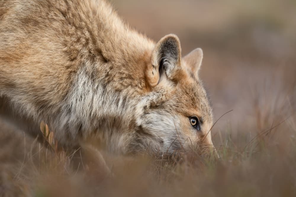 Golden Wolf Hunter by Marco Barisone — canvas wall art