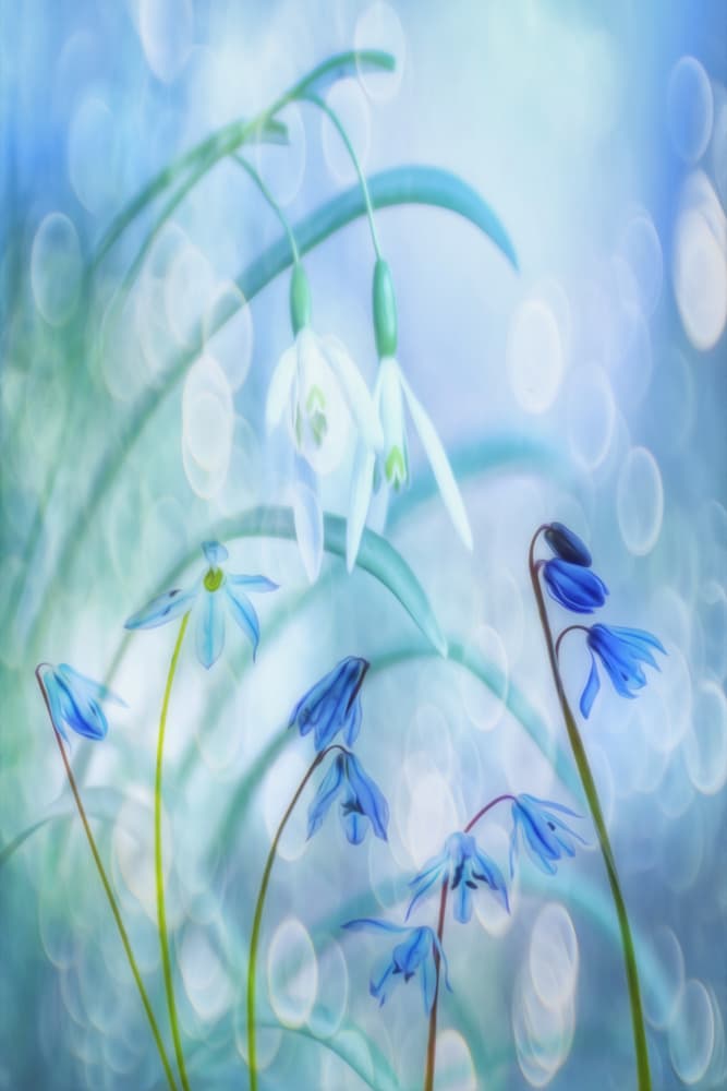 Dreamy Spring Flowers by Hilda van der Lee — canvas wall art