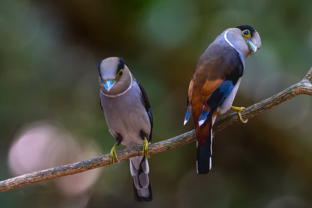 Tropical Bird Duo by HuongHoang — canvas wall art