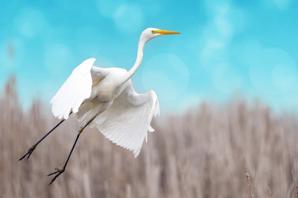 Graceful Egret In Flight by אייל בר אור • Eyal Bar Or — canvas wall art