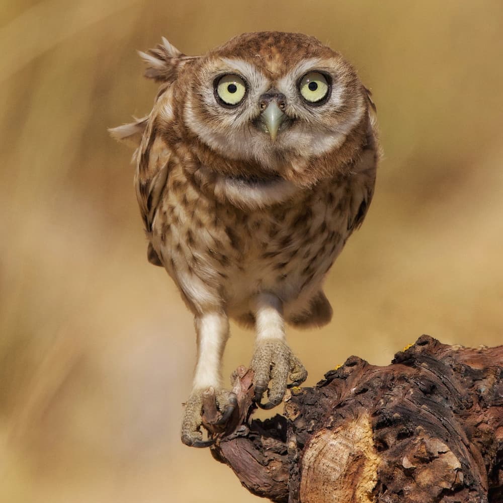 Wide-Eyed Owl by David Manusevich — canvas wall art