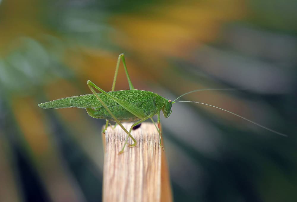 Vibrant Green Katydid by Thierry Dufour — canvas wall art