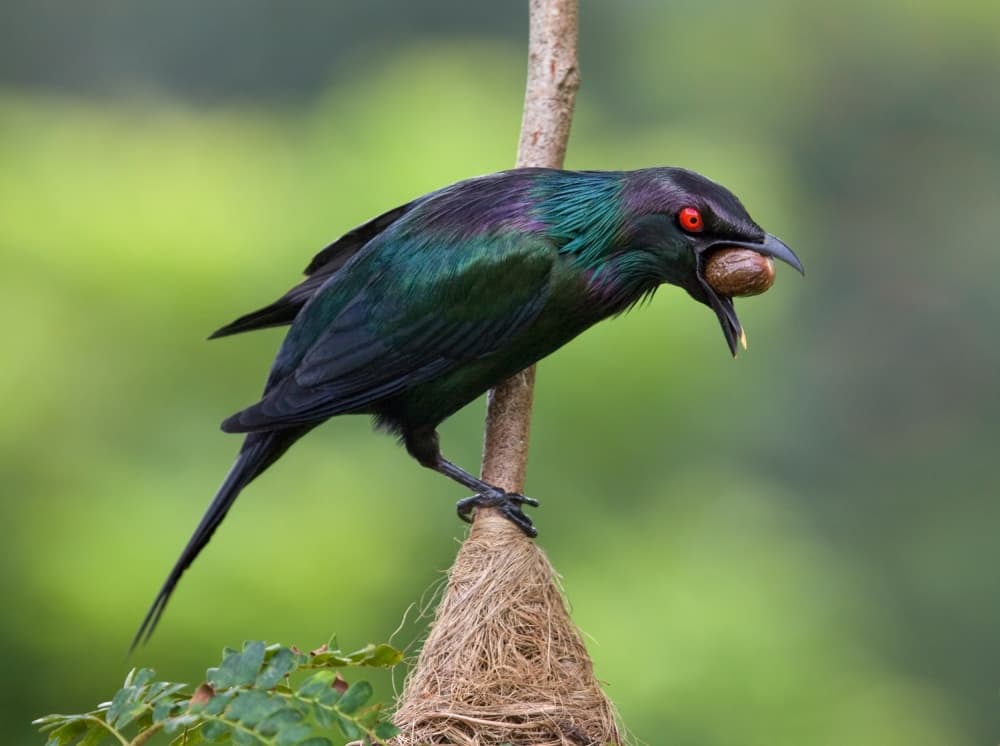 Iridescent Starling With Nut by Jacqueline Hammer — canvas wall art