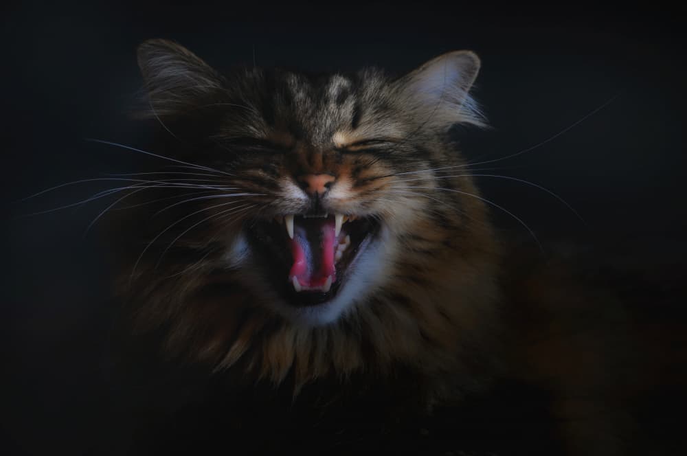 Fierce Feline Yawn by Antonio Grambone — canvas wall art