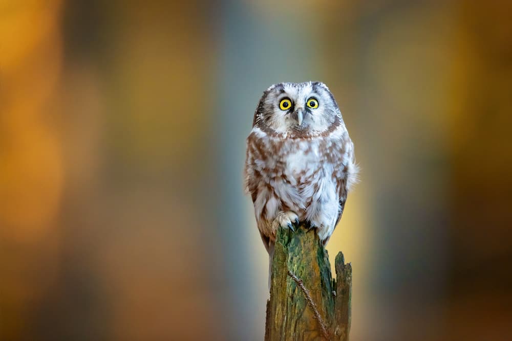 Curious Little Owl by Milan Zygmunt — canvas wall art