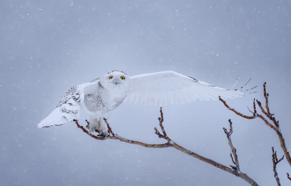Majestic Snowy Owl by Tao Huang — canvas wall art