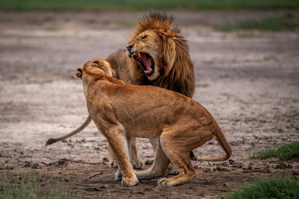 Male Lion Roaring by Mohammed Alnaser — canvas wall art