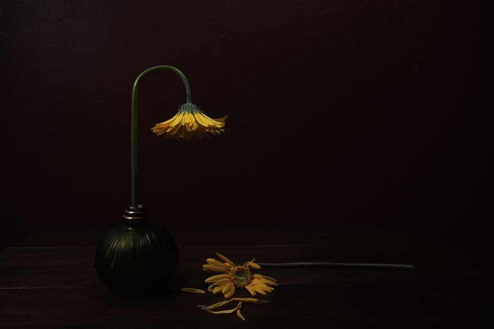 Withered Yellow Daisy by Darlene Hewson — canvas wall art