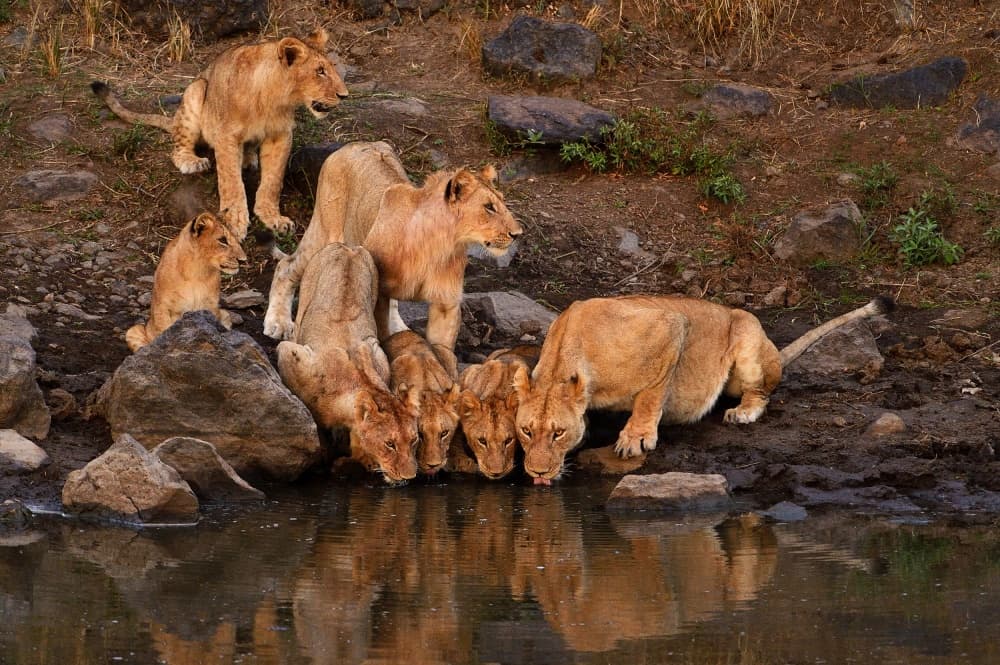 Lion Family Drinks Water by Muriel Vekemans — canvas wall art