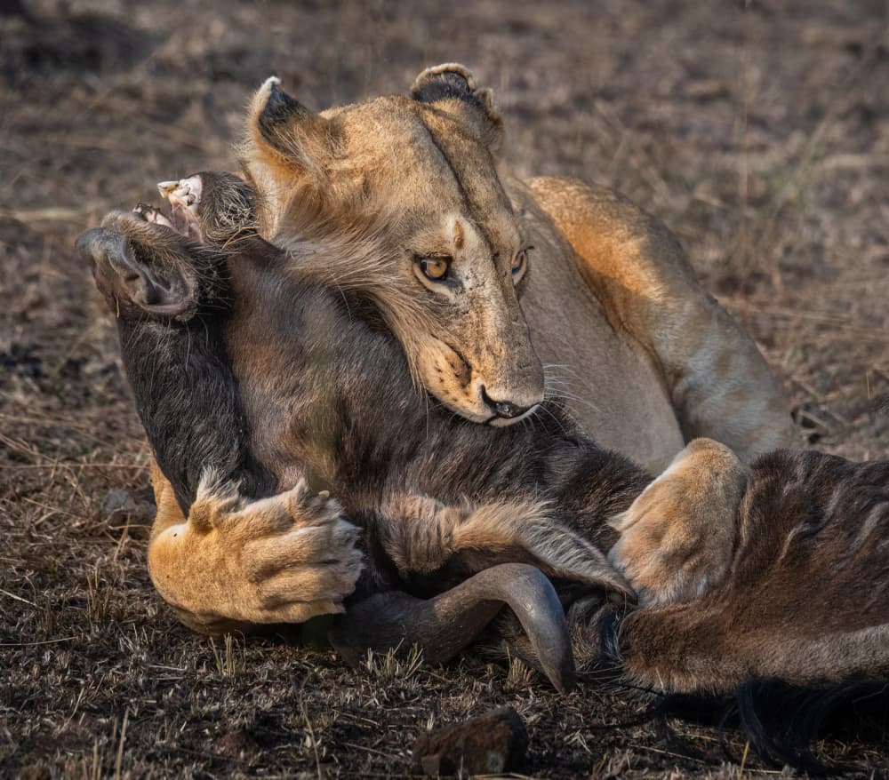 African Lioness Secures Prey by Liwen Tao — canvas wall art