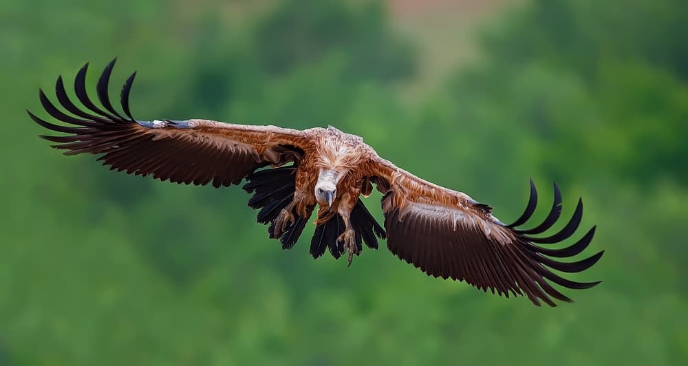 Majestic Vulture Flight by Zhecho Planinski — canvas wall art