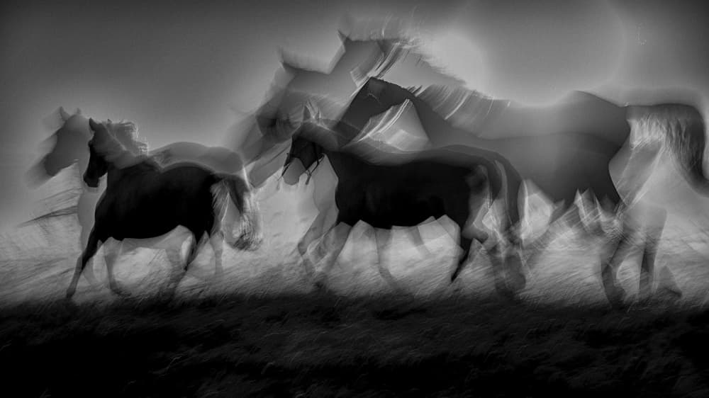 Horses In Motion by Milan Malovrh — canvas wall art