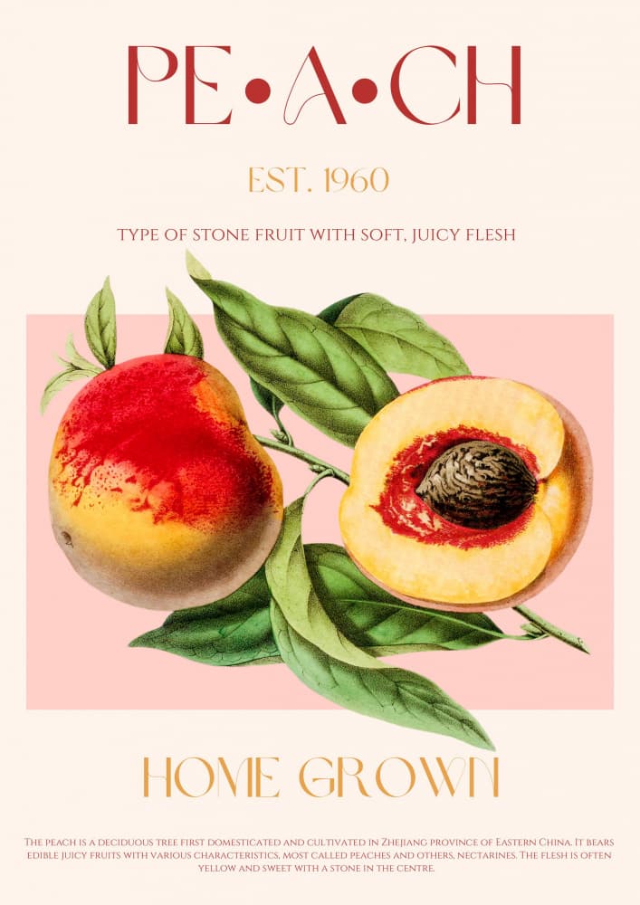 Vintage Botanical Peach by Nazma Khokhar — canvas wall art