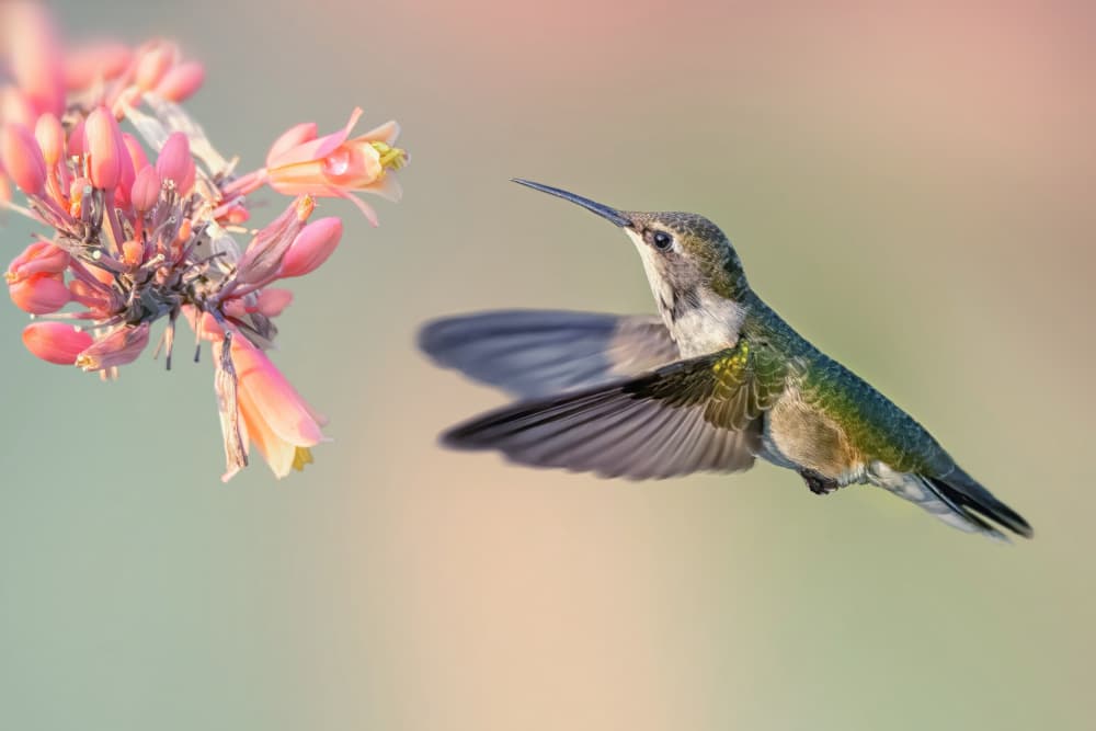 Graceful Hummingbird Flight by Qing Zhao — canvas wall art