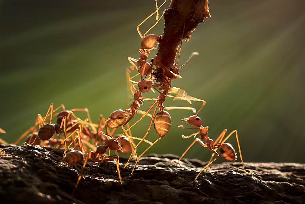 Red Ants Working Together by Fauzan Maududdin — canvas wall art