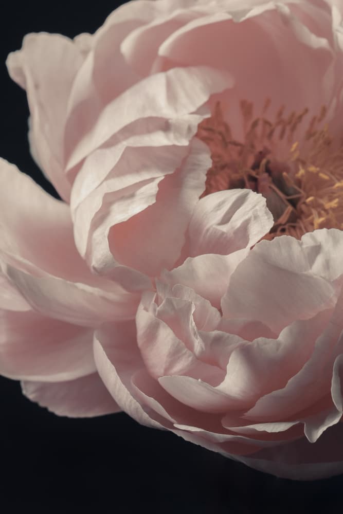Soft Pink Peony by Alyson Fennell — canvas wall art