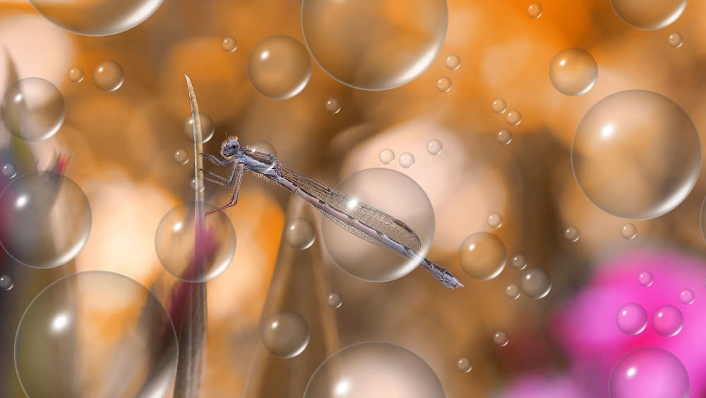 Dreamy Damselfly Bubbles by Thierry Dufour — canvas wall art